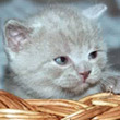 violettaplazy's Avatar
